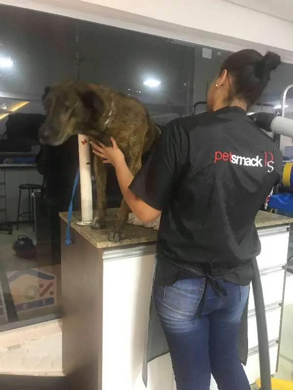 Cachorro ra a Australian Cattle Dog/viralata idade 3 anos nome Tigro