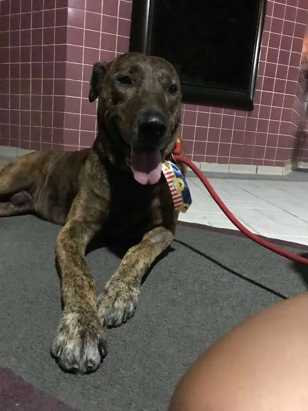 Cachorro ra a Australian Cattle Dog/viralata idade 3 anos nome Tigro