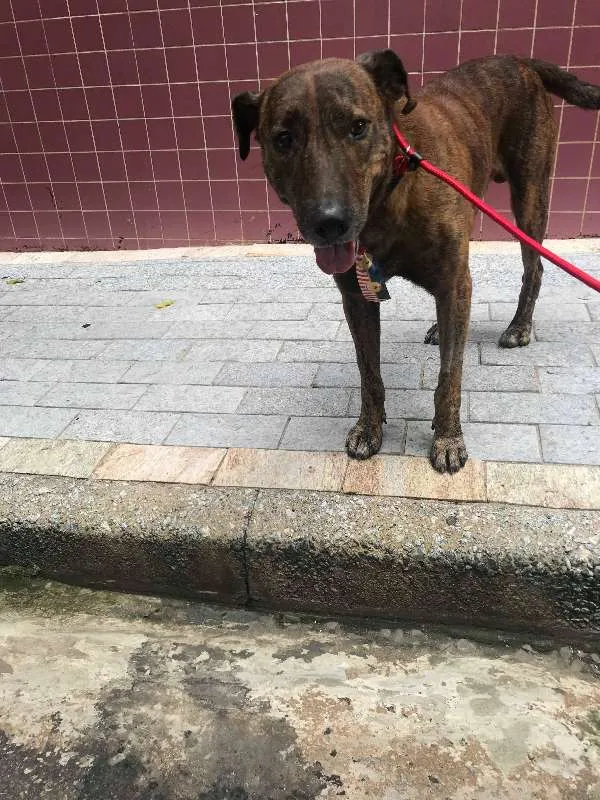 Cachorro ra a Australian Cattle Dog/viralata idade 3 anos nome Tigro