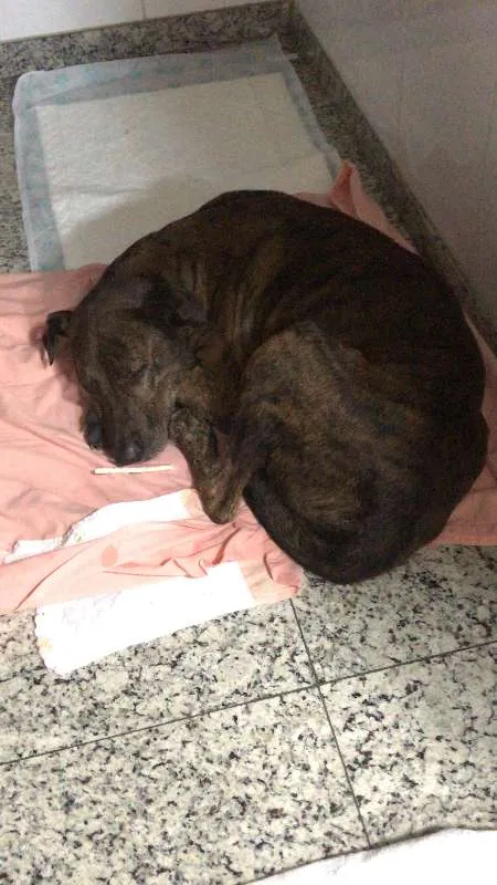 Cachorro ra a Australian Cattle Dog/viralata idade 3 anos nome Tigro