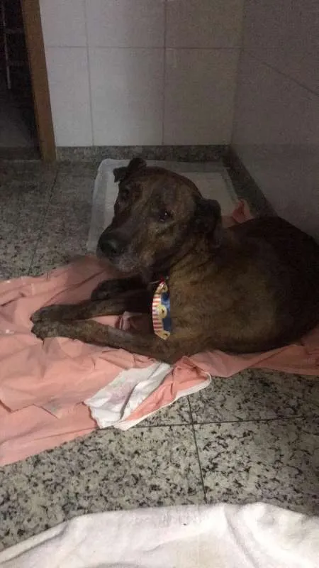 Cachorro ra a Australian Cattle Dog/viralata idade 3 anos nome Tigro