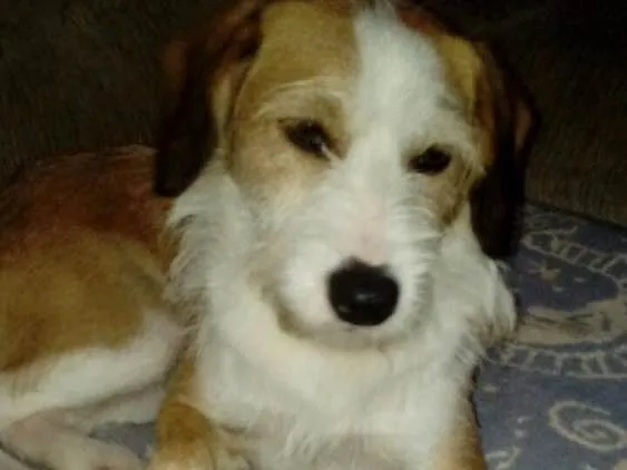 Cachorro ra a Sem raça definida idade 1 ano nome Mel