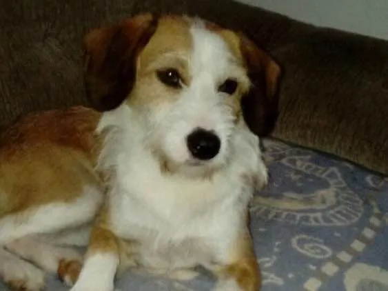 Cachorro ra a Sem raça definida idade 1 ano nome Mel
