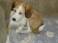 Mel