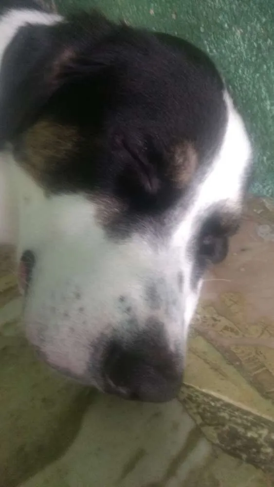 Cachorro ra a Vira lata idade 1 ano nome Lord
