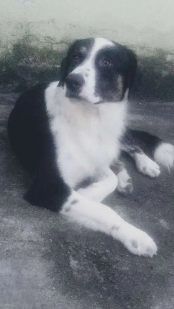 Cachorro ra a Vira lata idade 1 ano nome Lord