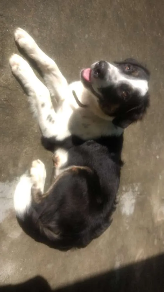 Cachorro ra a Vira lata idade 1 ano nome Lord