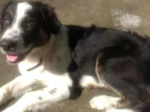 Cachorro raça Vira lata idade 1 ano nome Lord