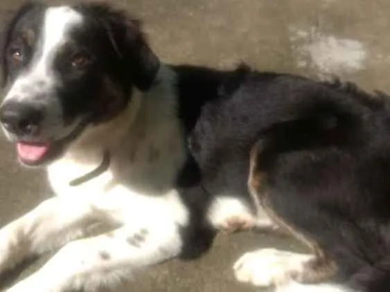 Cachorro ra a Vira lata idade 1 ano nome Lord