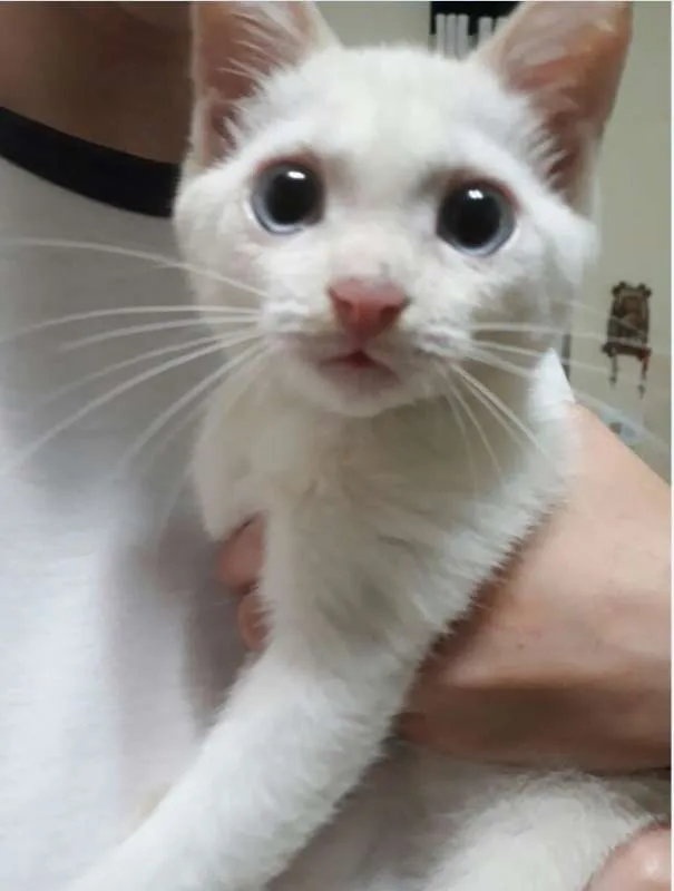Gato ra a SRD idade 7 a 11 meses nome Vick