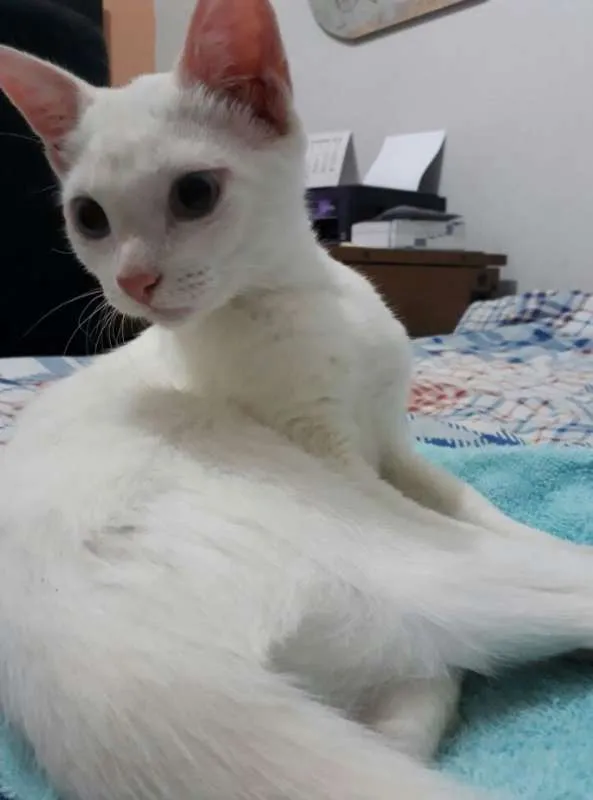 Gato ra a SRD idade 7 a 11 meses nome Vick