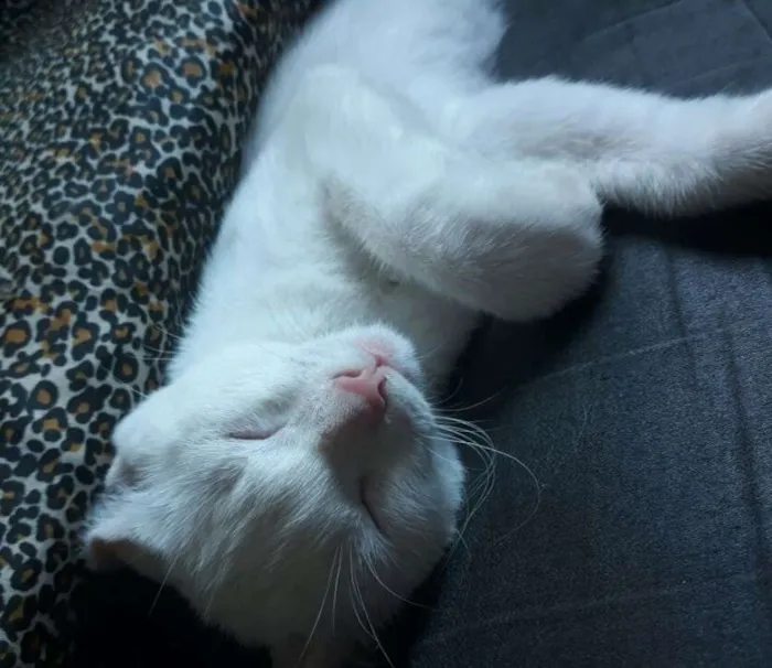 Gato ra a SRD idade 7 a 11 meses nome Vick