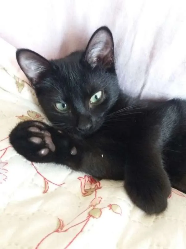 Gato ra a SRD idade 2 a 6 meses nome Violeta