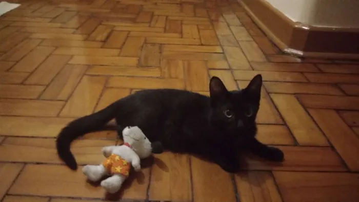 Gato ra a SRD idade 2 a 6 meses nome Violeta