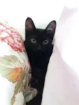 Violeta