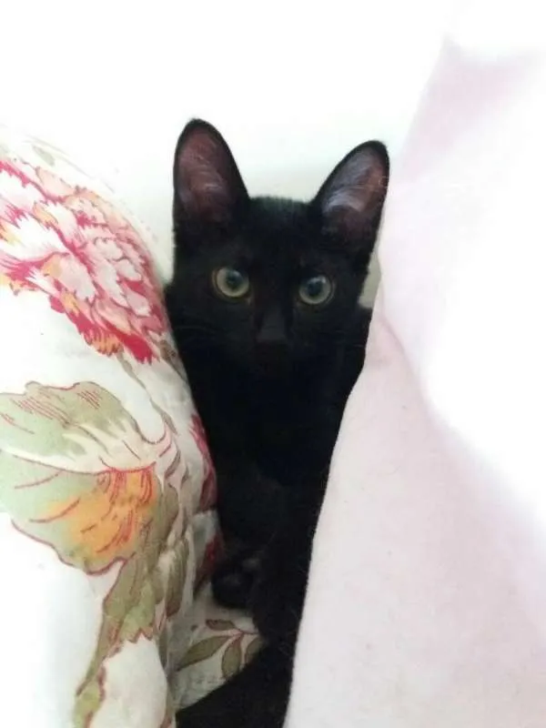 Gato ra a SRD idade 2 a 6 meses nome Violeta