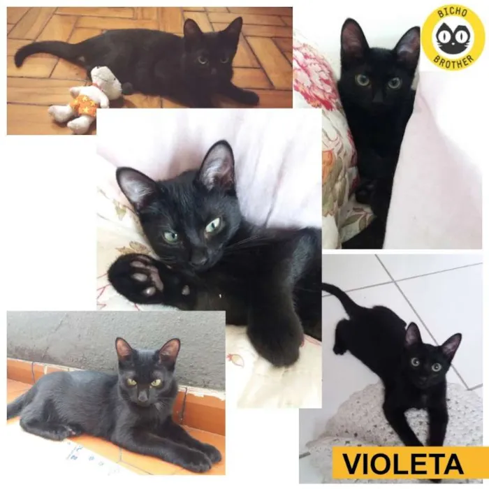 Gato ra a SRD idade 2 a 6 meses nome Violeta
