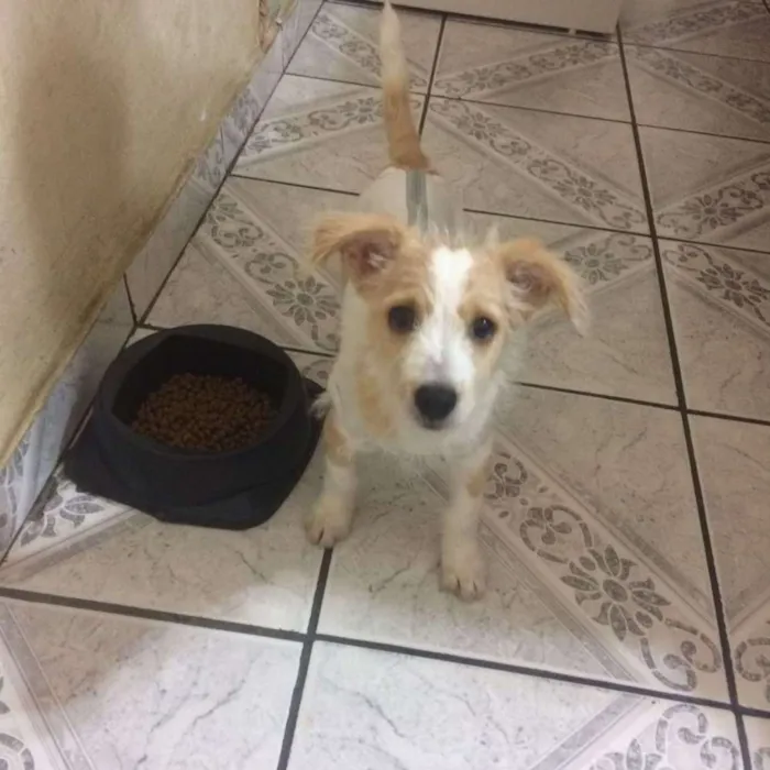 Cachorro ra a Srd idade 2 a 6 meses nome Megan
