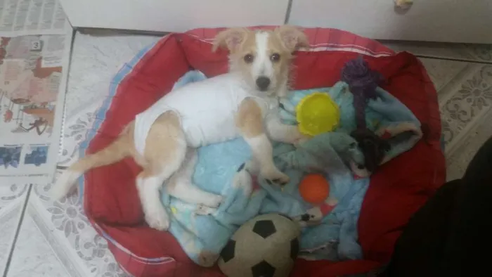 Cachorro ra a Srd idade 2 a 6 meses nome Megan