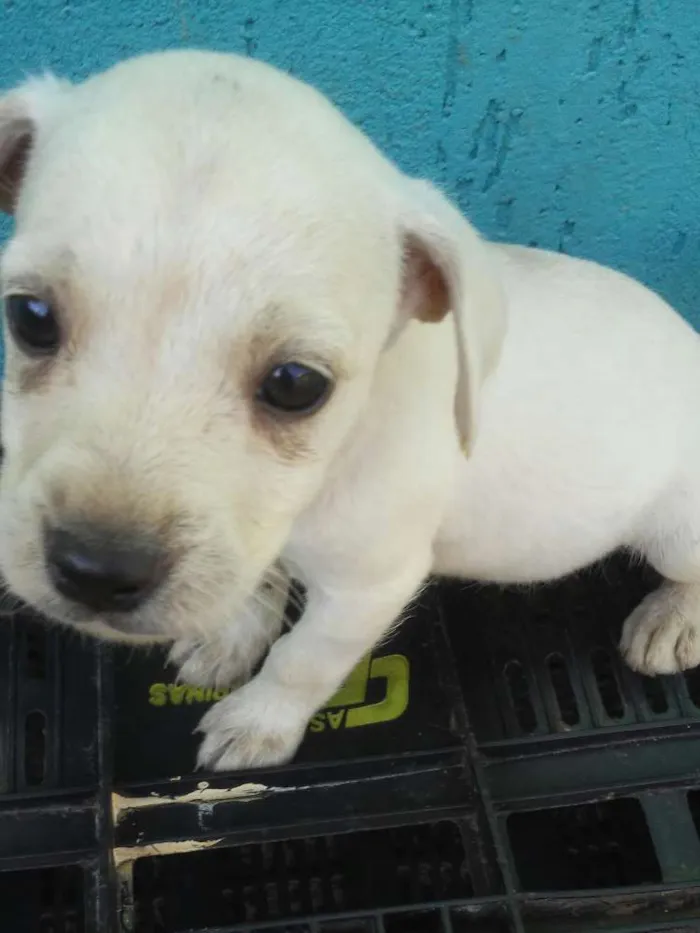 Cachorro ra a Indefinida idade 2 a 6 meses nome Mel