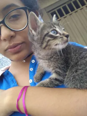 Gato raça Vira lata  idade Abaixo de 2 meses nome Thor