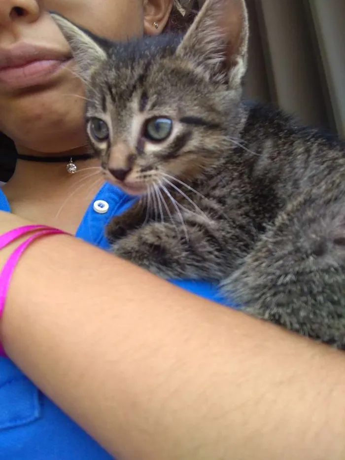 Gato ra a Vira lata  idade Abaixo de 2 meses nome Thor