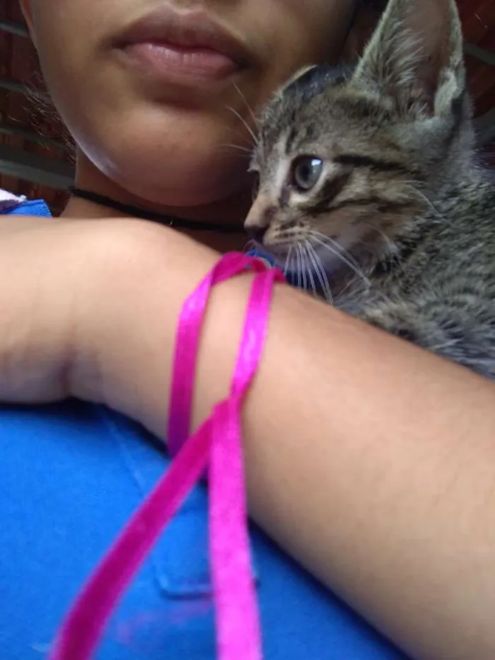 Gato ra a Vira lata  idade Abaixo de 2 meses nome Thor