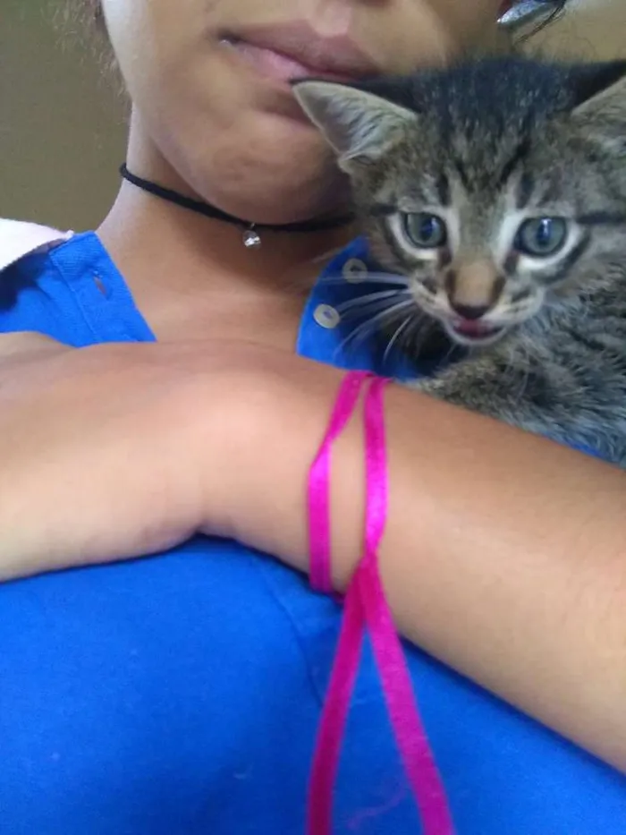 Gato ra a Vira lata  idade Abaixo de 2 meses nome Thor
