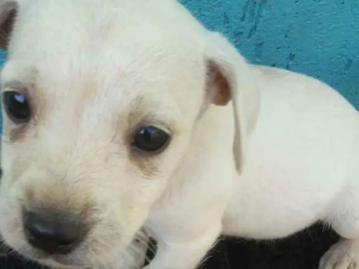 Cachorro ra a Indefinida idade 2 a 6 meses nome Mel