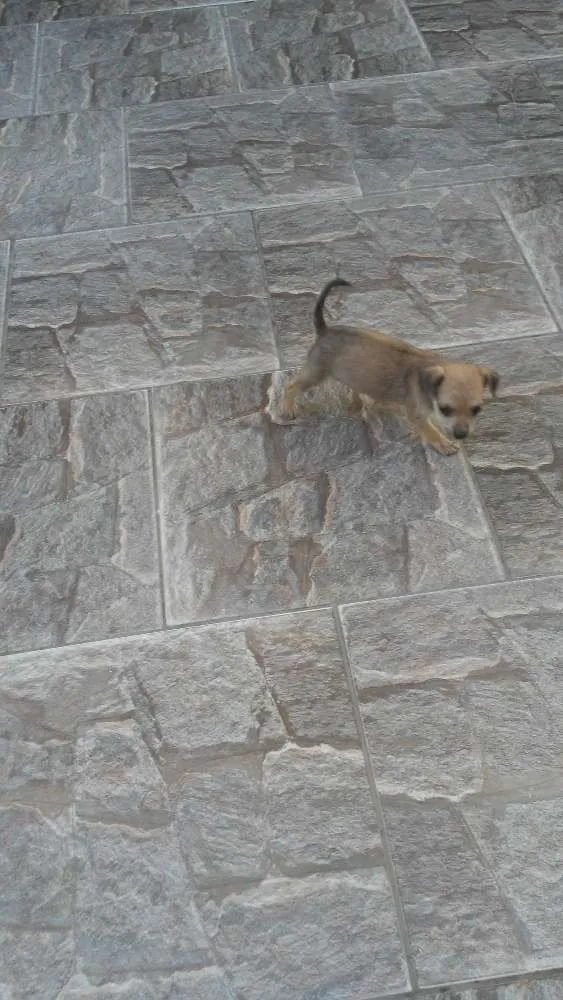 Cachorro ra a Indefinida idade 2 a 6 meses nome Mel
