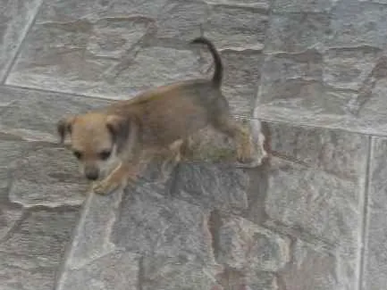Cachorro ra a Indefinida idade 2 a 6 meses nome Mel
