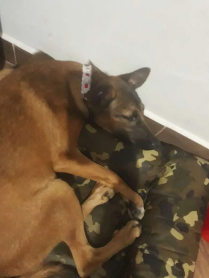 Cachorro ra a Não definida idade 2 a 6 meses nome Luly