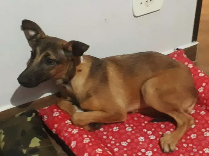 Cachorro ra a Não definida idade 2 a 6 meses nome Luly