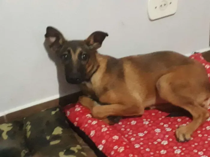 Cachorro ra a Não definida idade 2 a 6 meses nome Luly