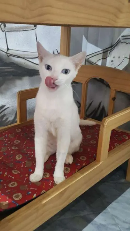 Gato ra a SRD idade 7 a 11 meses nome Chiara