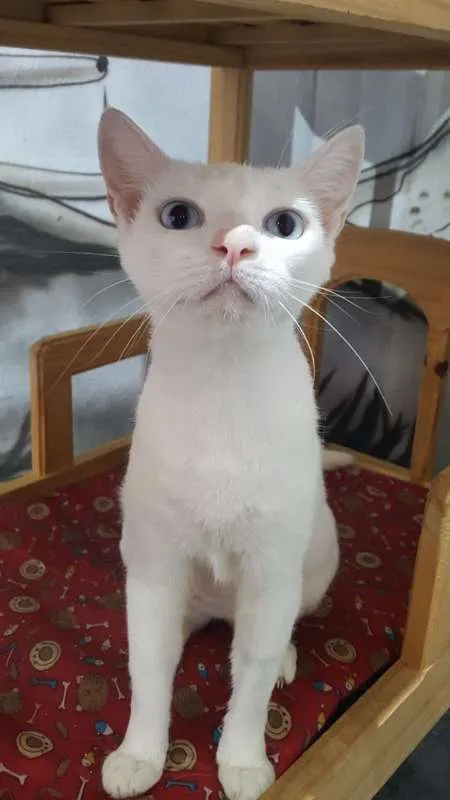 Gato ra a SRD idade 7 a 11 meses nome Chiara