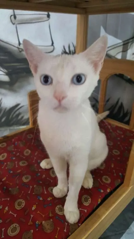 Gato ra a SRD idade 7 a 11 meses nome Chiara