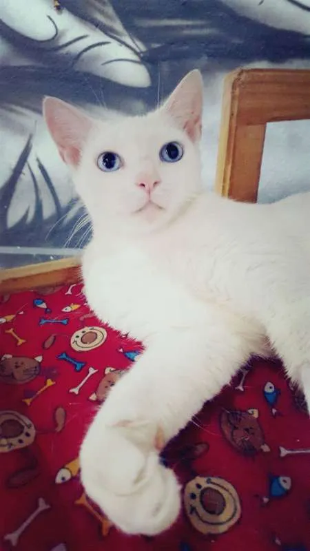Gato ra a SRD idade 7 a 11 meses nome Chiara