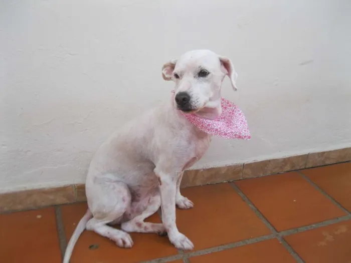 Cachorro ra a Cocker idade 6 ou mais anos nome July