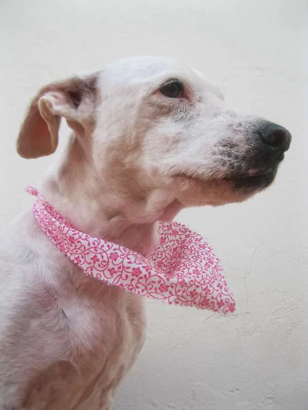 Cachorro ra a Cocker idade 6 ou mais anos nome July