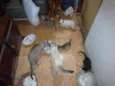 Gato