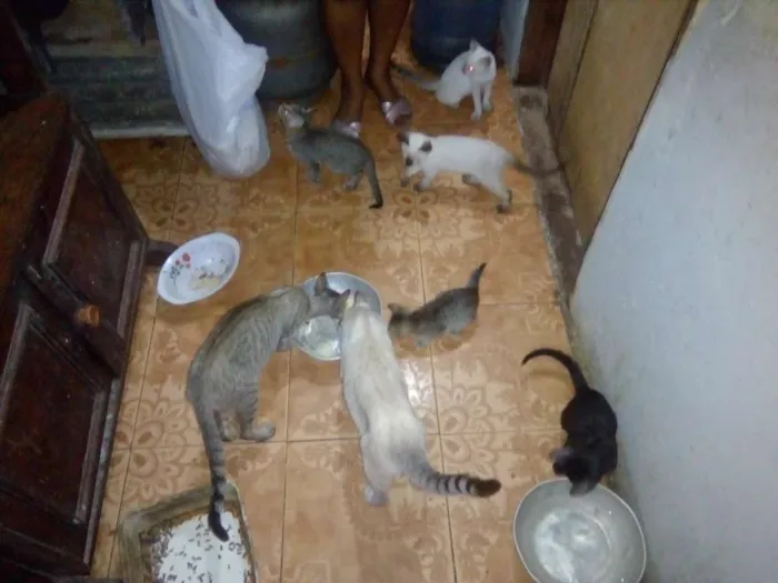 Gato ra a Ambos (mais de 1 animal idade Abaixo de 2 meses nome Gato