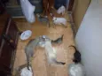 Gato