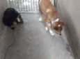 Marley & bidu
