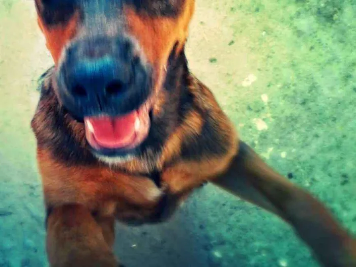 Cachorro ra a Não denominada idade 3 anos nome Dalila