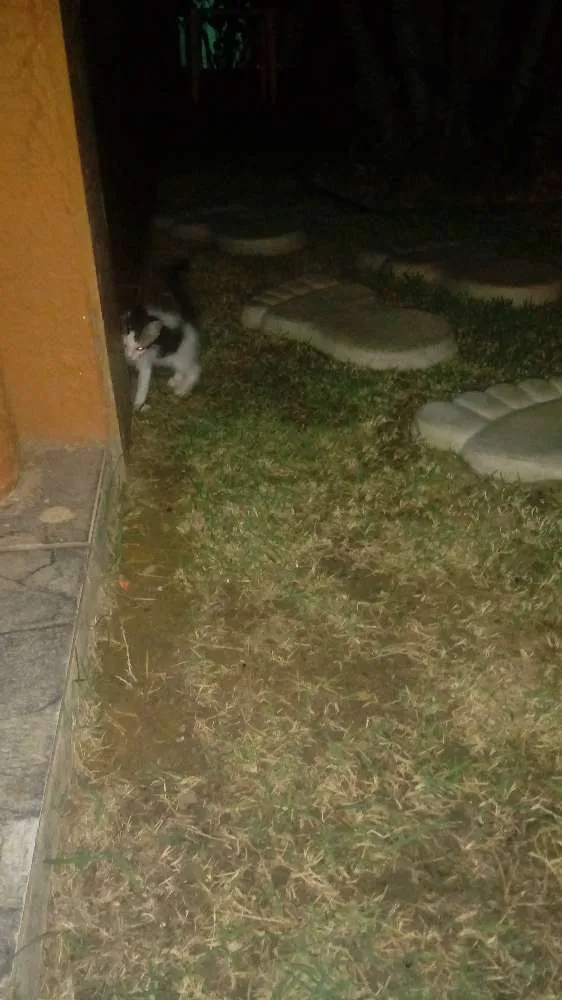 Gato ra a Sem raça definida idade Abaixo de 2 meses nome Sem nome