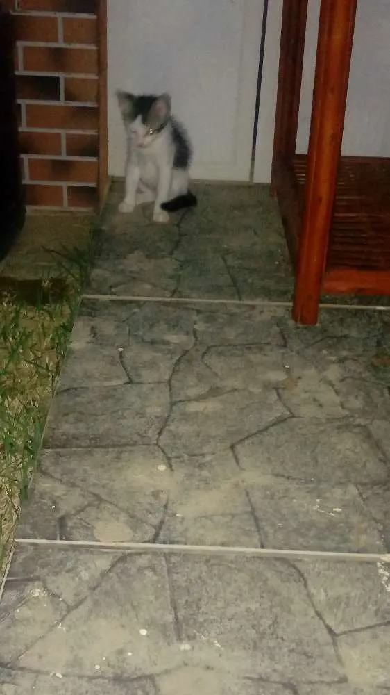 Gato ra a Sem raça definida idade Abaixo de 2 meses nome Sem nome