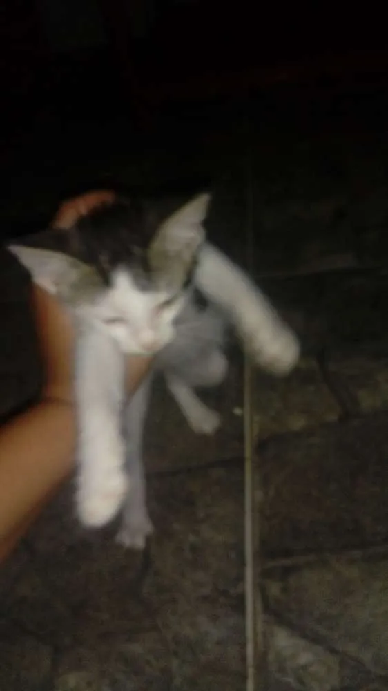 Gato ra a Sem raça definida idade Abaixo de 2 meses nome Sem nome