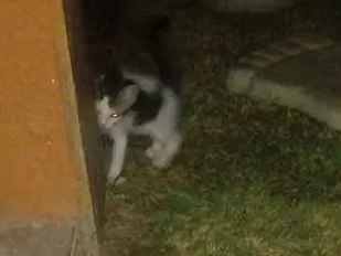 Gato ra a Sem raça definida idade Abaixo de 2 meses nome Sem nome