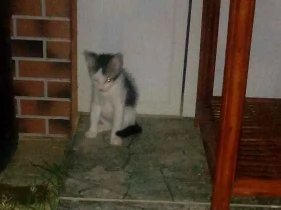 Gato ra a Sem raça definida idade Abaixo de 2 meses nome Sem nome